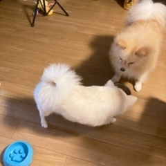 犬友募集