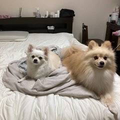 犬友募集 - 知立市