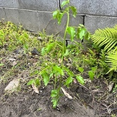 棗　なつめ　果樹　1株の画像