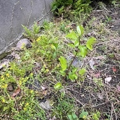 棗　なつめ　果樹　1株
