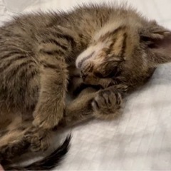 どなたか3ヶ月くらいの子猫を貰って致けませんか？