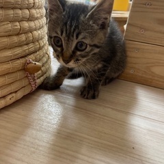 切ない瞳のキジ猫さん‪⸜♡⸝‍‬最近の写真追加しました