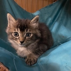 ふわふわの可愛い猫ちゃんです