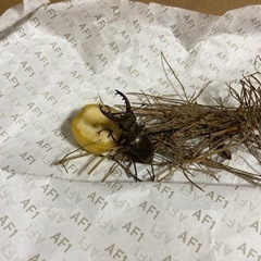 ミヤマクワガタ