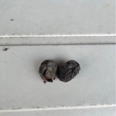 棗　なつめ　果樹　1株の画像