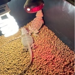🦎爬虫類好き必見🐍