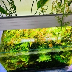 ADA水槽+水草大量元気+水槽台などフルセットの画像