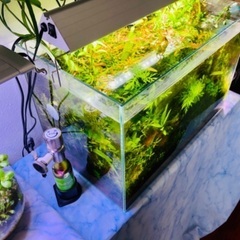 ADA水槽+水草大量元気+水槽台などフルセットの画像