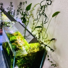 ADA水槽+水草大量元気+水槽台などフルセットの画像