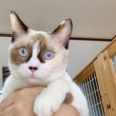 シャム系ミックス