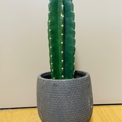 柱サボテン　鬼面角　観葉植物
