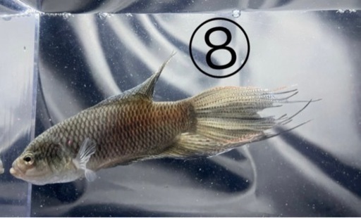 闘魚 ブラック ペア 1組限り