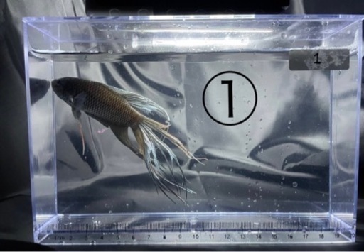 闘魚 ブラック ペア 1組限り