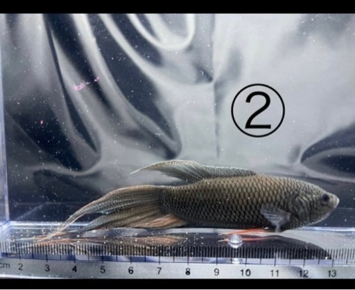 パラダイスフィッシュ