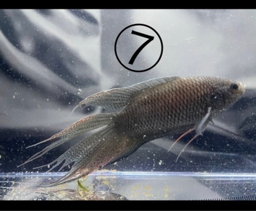 闘魚 ブラック Ｎｏ．7