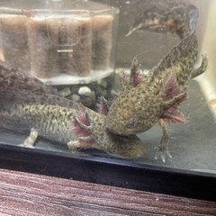 ウーパールーパー①の画像