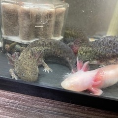 ウーパールーパー①の画像