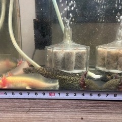 ウーパールーパー①の画像