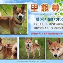 保護犬(柴犬)の里親募集