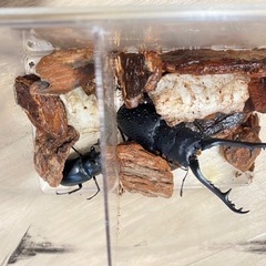 ギラファノコギリクワガタ（未後食）4ペア+2メス