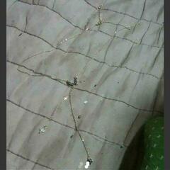 ▼▼赤字覚悟J→→→M16-21番『希少 最高最上級カラー』 20連 サファイアダイヤモンドネックレス #18K# 注目 新品 贈答品の画像