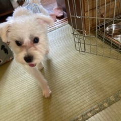 新しい飼い主さんが決まりました。ありがとうございました。