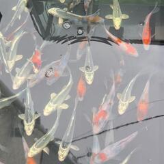 錦鯉5cm～　500円～