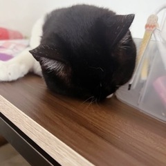 里親様決まりました