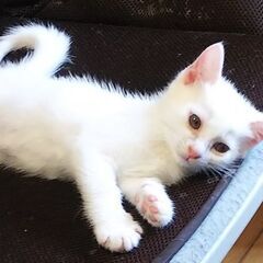 4/23生まれの子猫　里親募集②