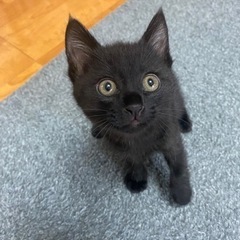 黒猫 鍵しっぽ 女の子 生後約一ヶ月 ①