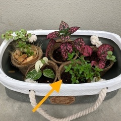 クリーピングタイム(苗)エコポット入りの画像