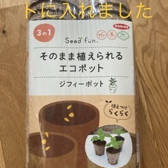 クリーピングタイム(苗)エコポット入りの画像