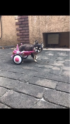 ?犬の車椅子?　小型犬用