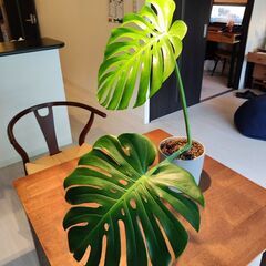モンステラ　観葉植物