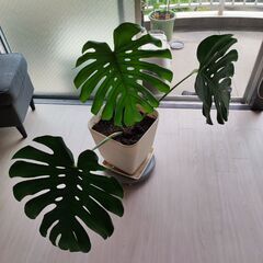 モンステラ　観葉植物　大きめ