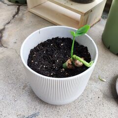 モンステラ　観葉植物　小さめ