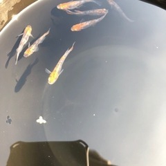 めだか 三色錦 産卵中