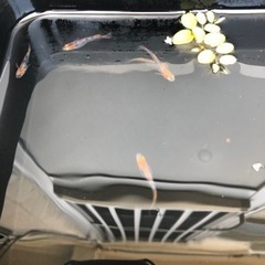 めだか 三色錦 産卵中の画像