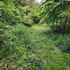 吉和ウッドワン美術館まで、約4 km の山林。年間レンタル。平米40円より。山林レンタル。 - 土地販売/土地売買