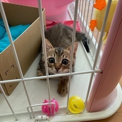 かわいいキジトラ大切にしてくれる方