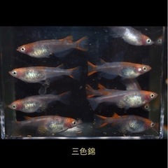 めだか 三色錦 産卵中の画像