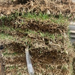 天然芝