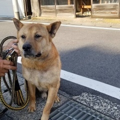 田舎の番犬向き！