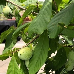 庭木　果樹　高さ2m超！ ポーポーの樹の画像