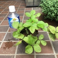 ワイルドストロベリーの苗の画像