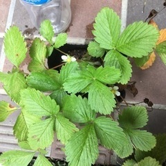 ワイルドストロベリーの苗の画像