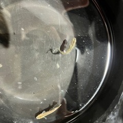 琥珀ラメメダカの画像