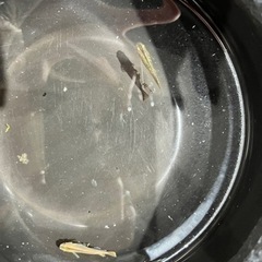琥珀ラメメダカの画像