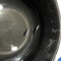 ゼズメダカの画像
