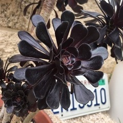 黒法師　サンシモン　子株　多肉植物　